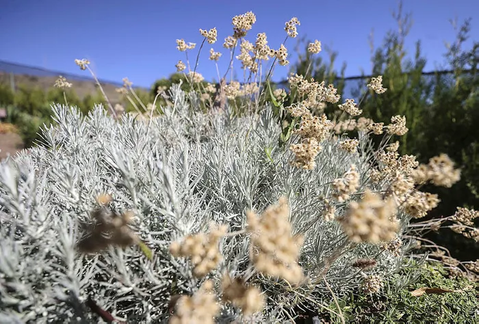 Türkiye’nin tıbbi aromatik bitkilerden geliri 150 milyar dolar olabilir