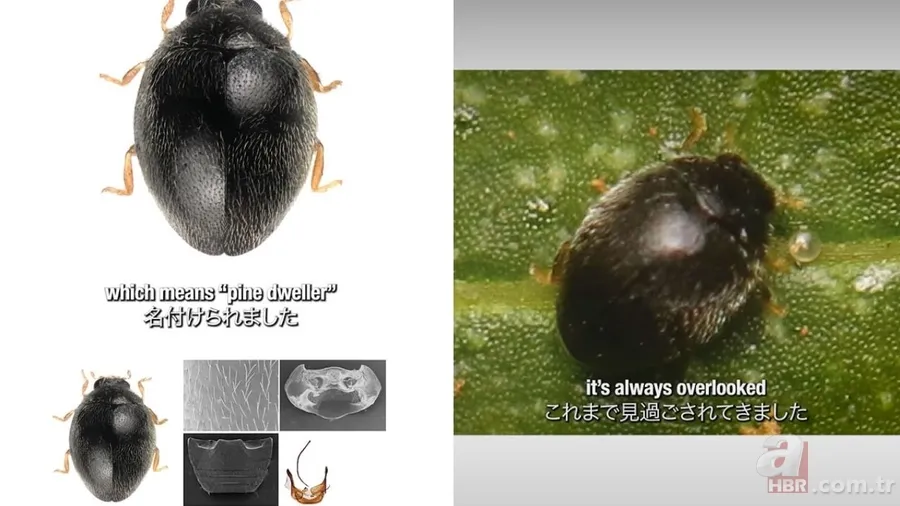 Her gün yanından geçtiler, göremediler! Üniversite bahçesinde yeni tür: Siyah uğur böceği 3