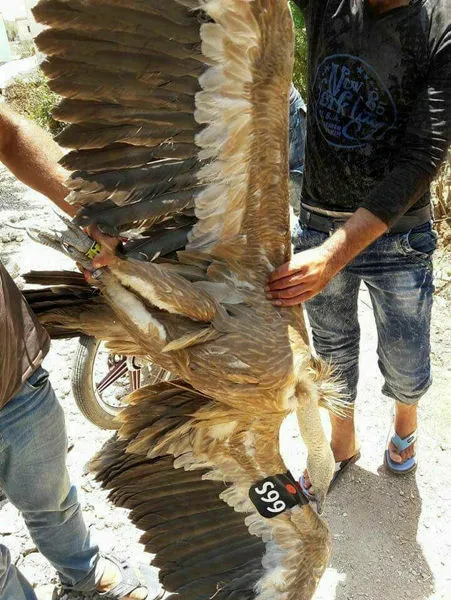 Suriye sınırında casus kuş - 1