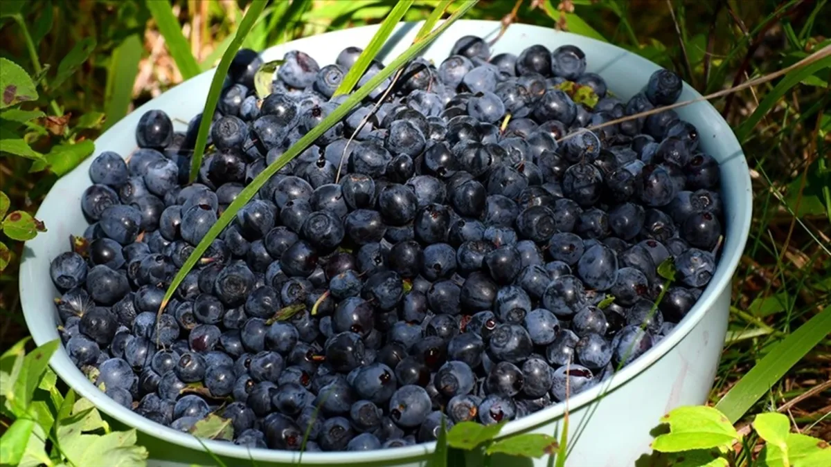 Ömrü uzatıyor hastalıklardan koruyor! İşte şifa deposu besin