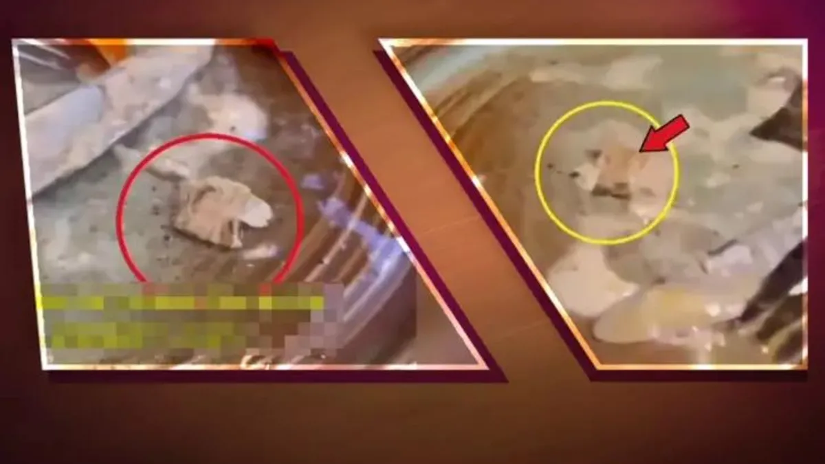 İstanbul'da ünlü restoranda şoke eden olay! Yemeğin içinden çıkanı görünce inanamadılar! O anlar kayıt altında: Bana mikrop bulaşmış olabilir mi?