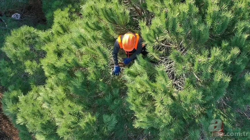 8500 işçi alımı başvuru ekranı açıldı mı? Tarım ve Orman Bakanlığı 8500 personel alımına kimler başvurabilir, şartlar neler? 5