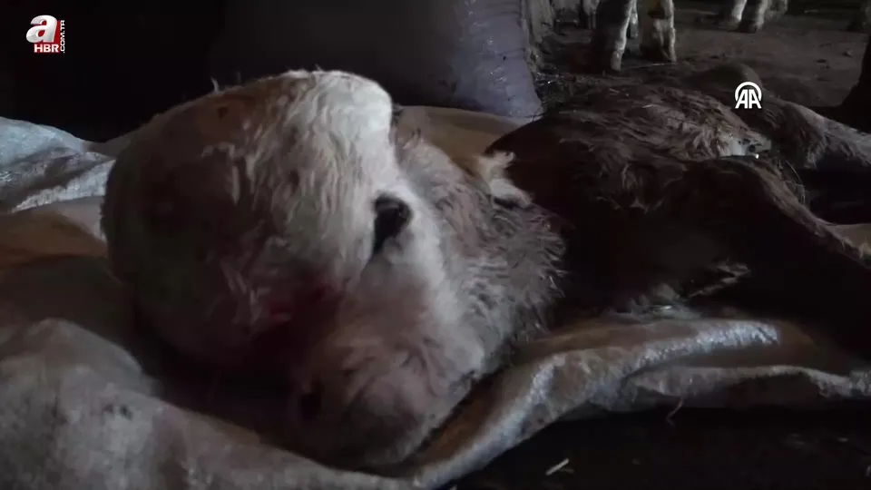 Anomalili doğan buzağı hayrete düşürdü