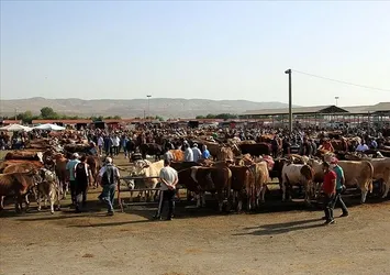 Canlı hayvan pazarları tekrar açılıyor