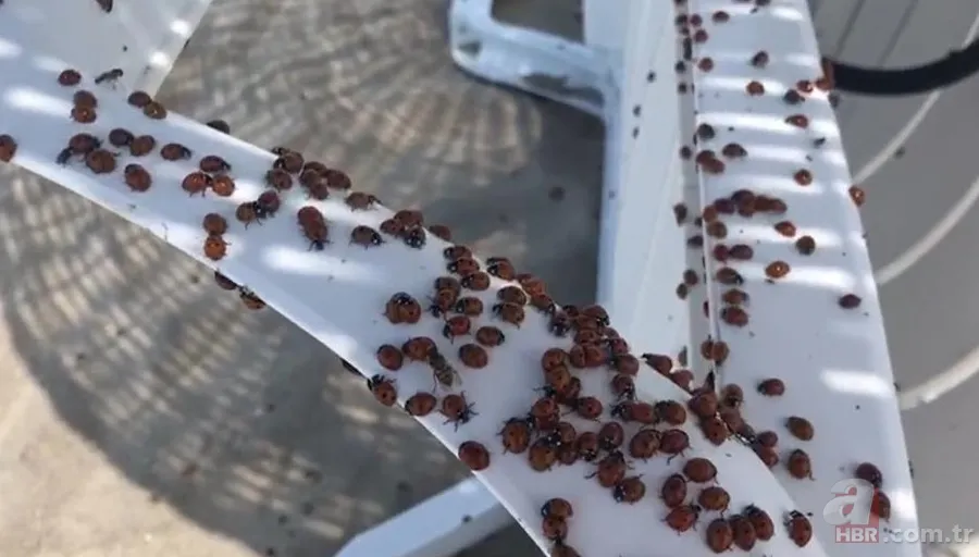 Tekirdağ’da uğur böceği istilası! Isırıyor: Tatilciler panik içinde🐞 7