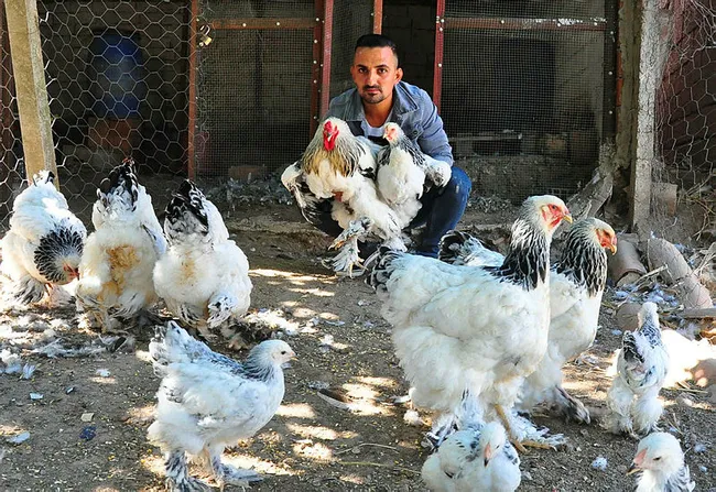 Manisa’da hobi olarak başladığı kanatlı hayvan yetiştiriciliği geçim kaynağı oldu - 1