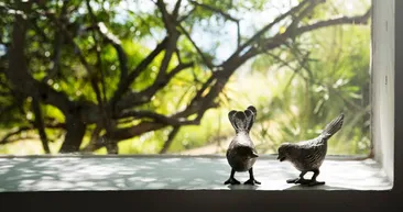 Pencerenize kuş konduysa dikkat! Anlamı çok şaşırtıcı