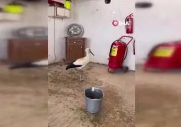 Bursa’da yaralı leyleğe şefkat elli