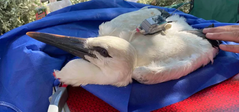 Yaren Leylek'in yavrusu Beş Numara'dan ilk sinyal geldi! Bakın hangi ülkedeymiş