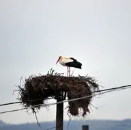 Yaren leylek kuluçkaya yattı!