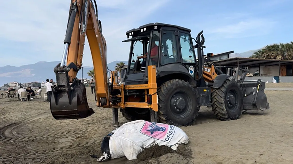 Hatay'da sahile angus vurdu: Vatandaş kökü kokudan fark etti
