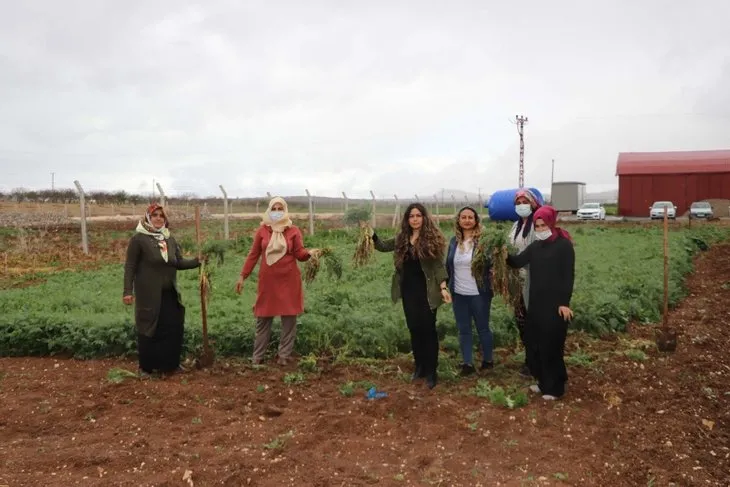 Gaziantepli 7 kadın, kurdukları kooperatifle ihracata başladı! İlk kez kendi parasını kazandı