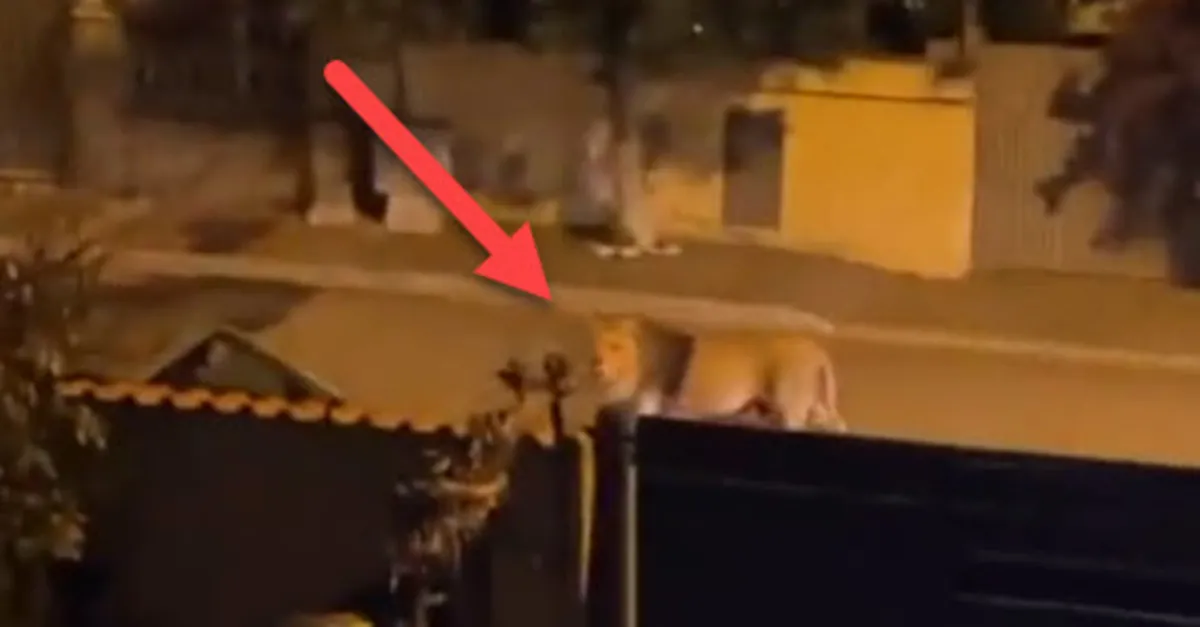 Roma sokaklarında aslan paniği! Sirkten kaçıp...