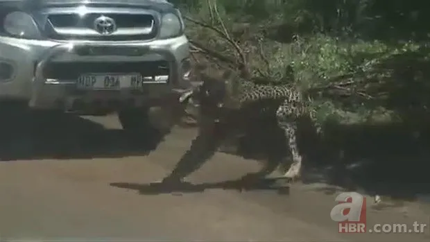 Zürafa aslanlara yem olmaktan kurtulamadı! Vahşi doğanın acımasız yüzü 15