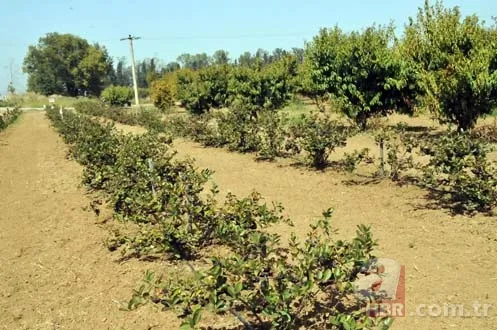 Aronya, Türk tarımına kazandırıldı 3