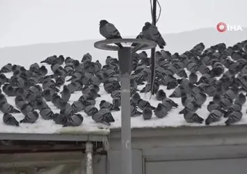 Van’da kar sonrası güvercinlerden görsel şölen