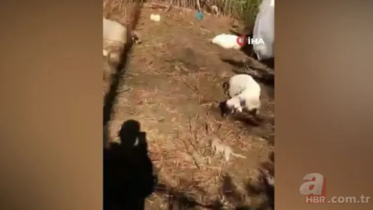 Aç kalan sokak köpekleri onlarca koyunu telef etti