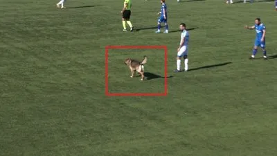 Köpek sahaya girdi maç durdu