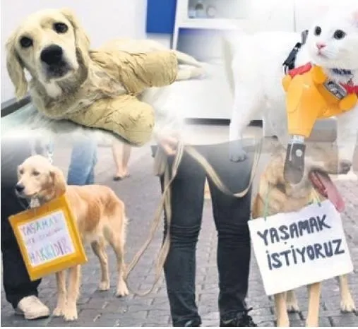 Başkan Recep Tayyip Erdoğan talimat verdi Meclis’e geldi! Hayvana işkenceye af yok