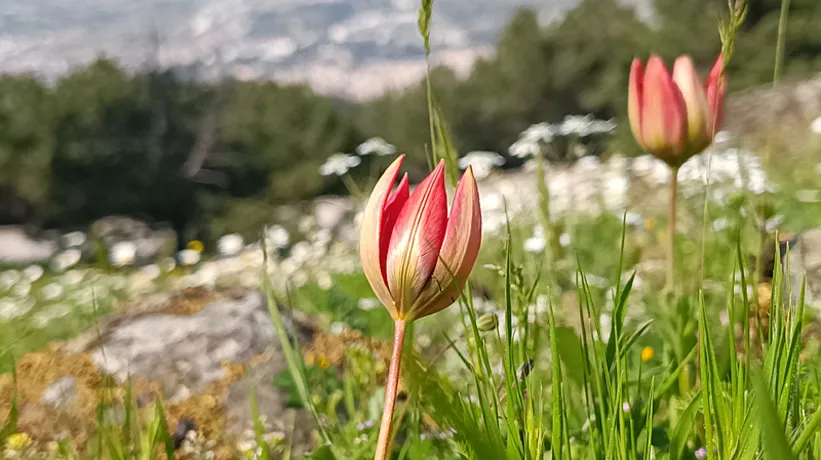 Senede bir kere açıp 10 gün yaşıyor! Koparmanın cezası 557 bin lira