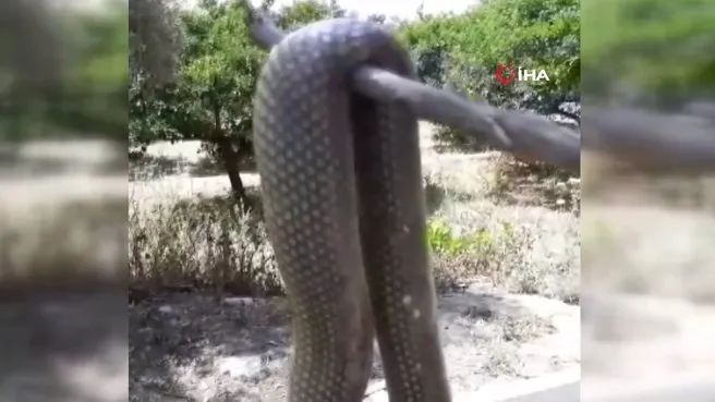 Aydın'da dev yılan paniği! Çilek toplarken karşılaştı... Ne olduğunu anlayınca çığlık attı
