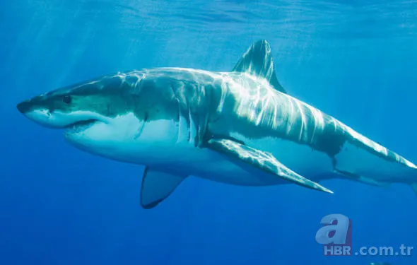 Yüzlerce insanı öldüren katil! Hava karardığında... 6