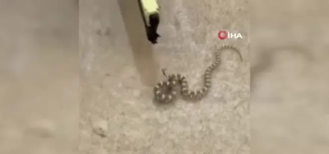 Mardin’de şeritli engerek yılanı görüldü
