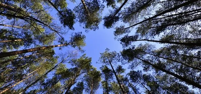 Tarım ve Orman Bakanlığı’ndan rekor hazırlığı: 3 milyon fidan aynı anda dikilecek