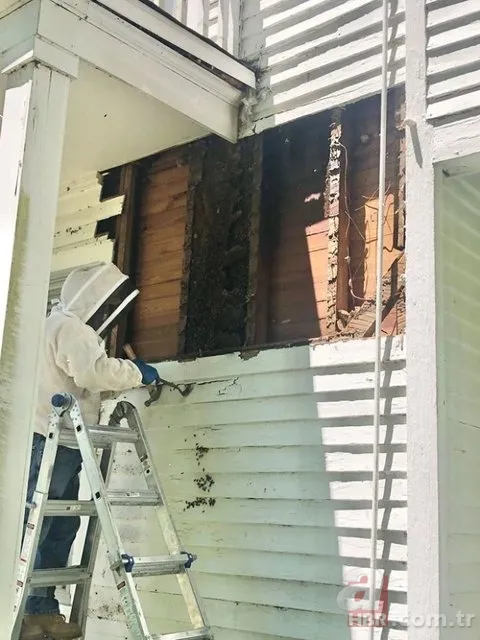 Evinin duvarından gelen garip sesler arttı! Termal kamerayla bakınca şoka girdi 8