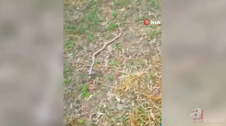 Tıkanan su borusundan çıkan şoke etti! 1 buçuk metrelik... 6