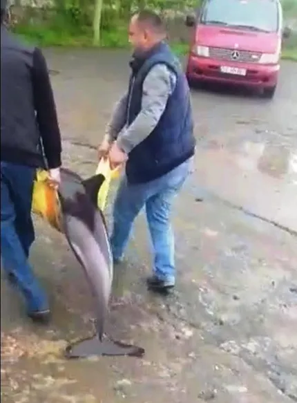 1588670839203.jpg Ordu'da yunusu kurtarma operasyonu kameraya yansıdı! - 2