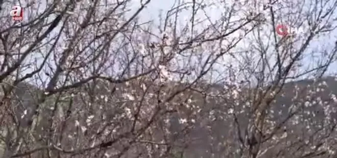 Gümüşhane’de yalancı bahara aldanan badem ağaçları çiçek açtı