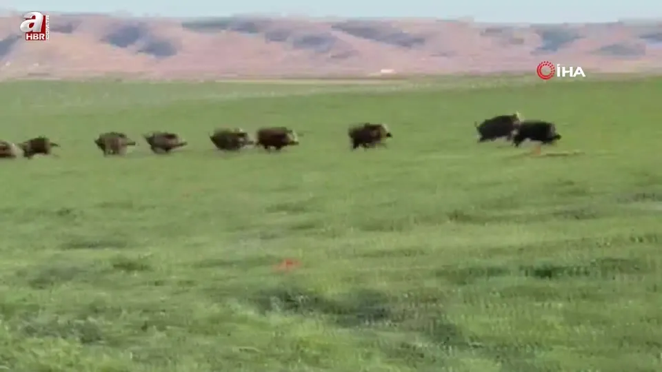 Mardin’de domuz sürüsü görüntülendi