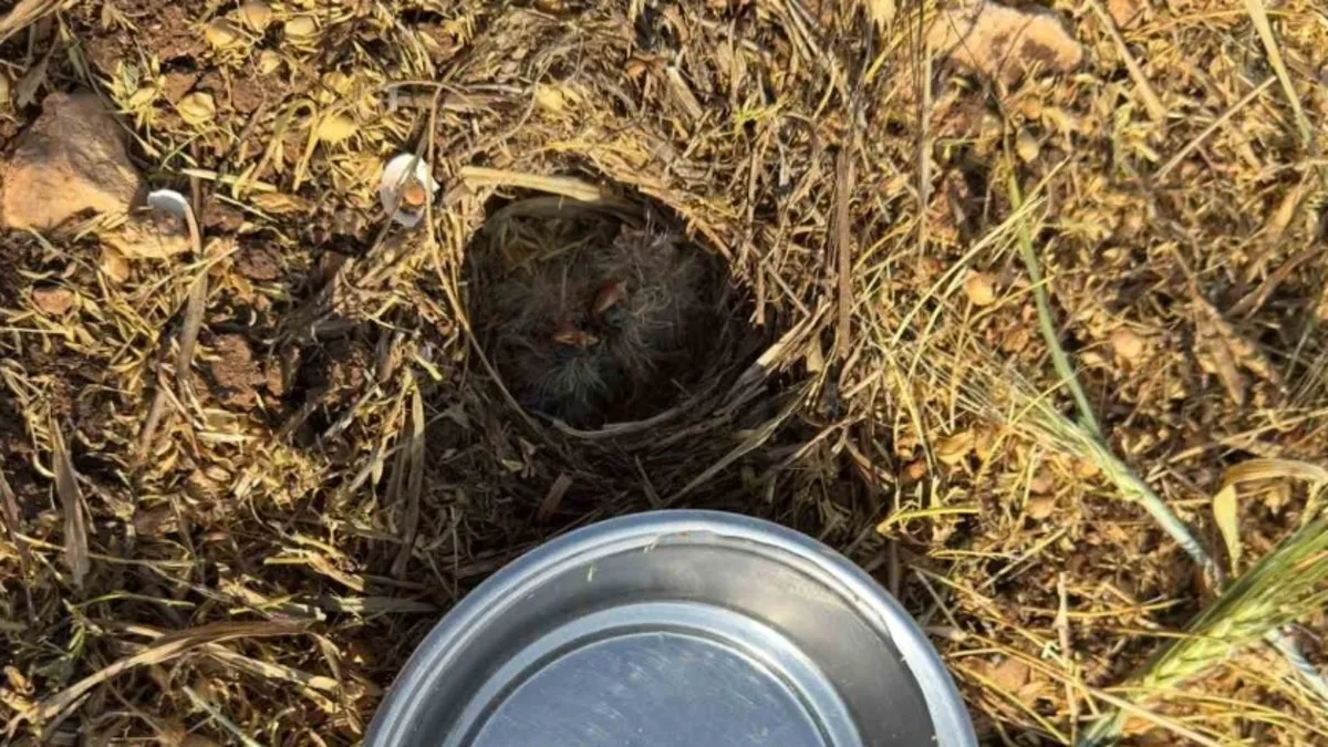 Mercimek tarlasında bulduğu kuş yavrularına kaşıkla su verdi