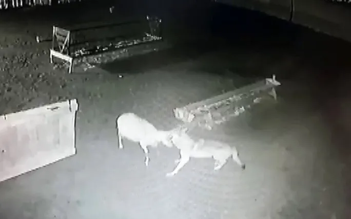 https www ahaber com tr video yasam videolari kan donduran anlar kamerada agila giren kurtlar koyunu bogarak boyle yedi