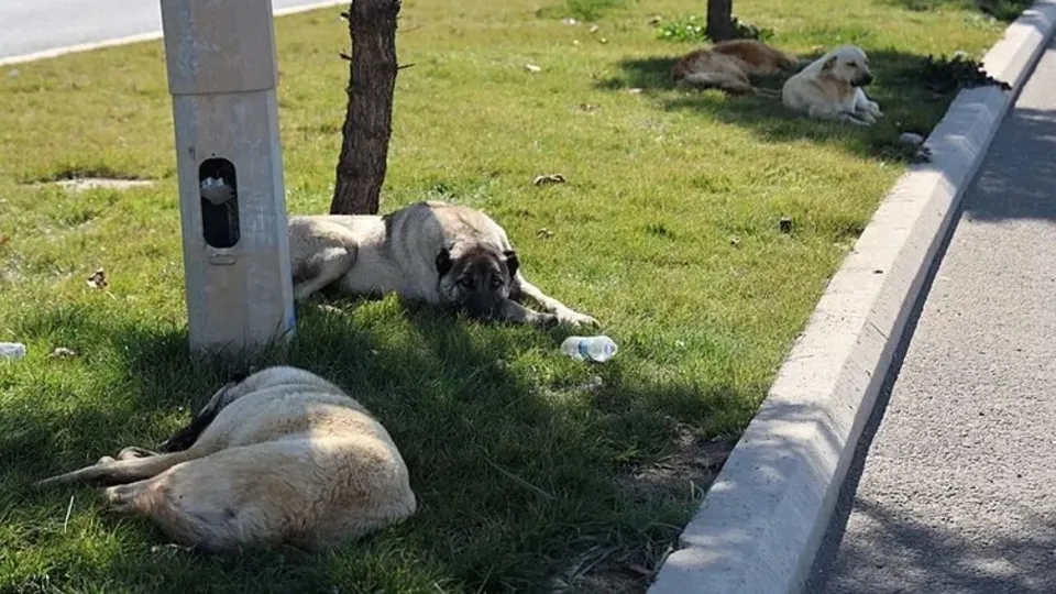 Diyarbakır’da kuduz alarmı! Sokak köpeği bir günde 8 kişiyi ısırdı