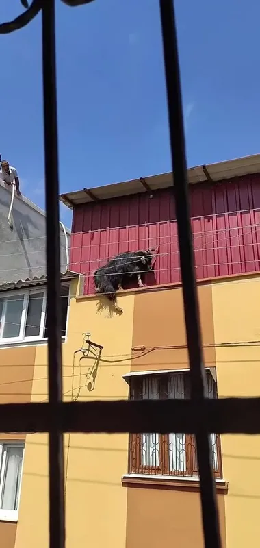 Kurbanlık keçi çatıya kaçtı! Sonu böyle oldu! İşte o anlar - 1
