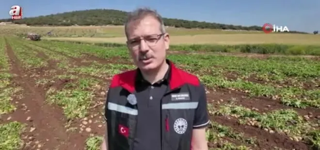 Adana'da turfanda patateste hasat başladı