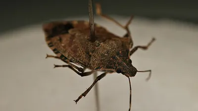 Kahverengi kokarca istilasına yerli çözüm