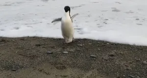 Oyuncak sandı! Öğrenince şoke oldu