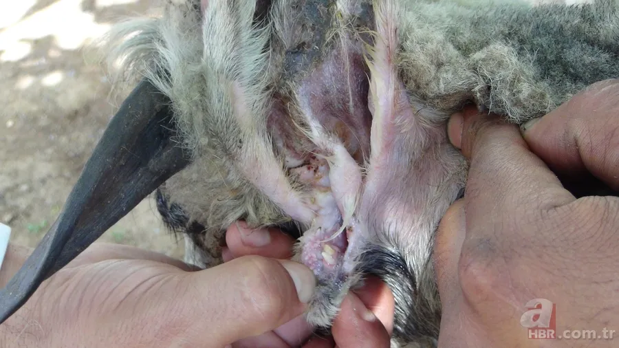 Koyunun kulağında ikinci bir ağız olduğu ortaya çıktı 5