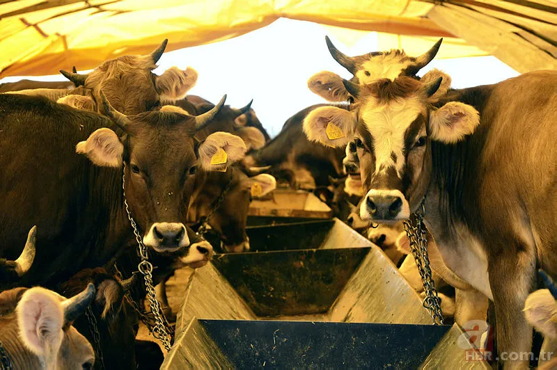 Kurban Bayramı tatili 2019 kaç gün olacak? Kurban Bayramı tatili ne zaman hangi günler? 8