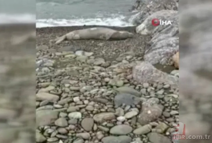 Samandağ’da nesli tükenmekte olan Akdeniz foku görüldü