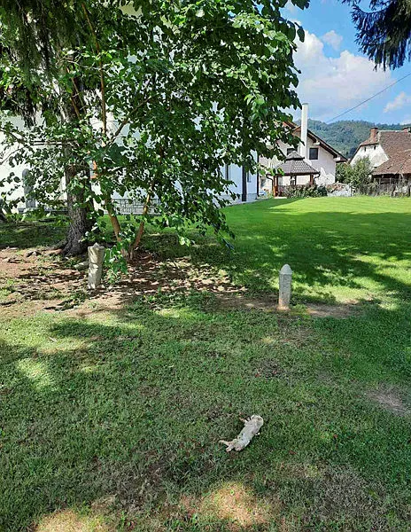 Bosna Hersek'te camiye çirkin saldırı! Domuz leşi bıraktılar