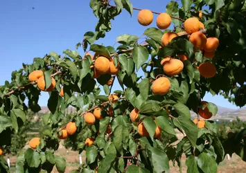 Malatya kayısısı dünya markası