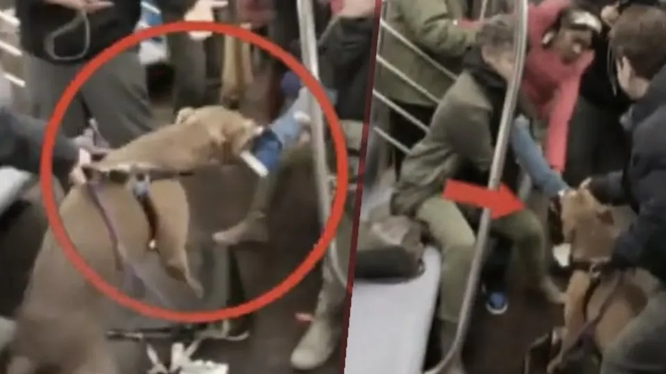 Metroda pitbull dehşeti! Yolcuya saldırdı