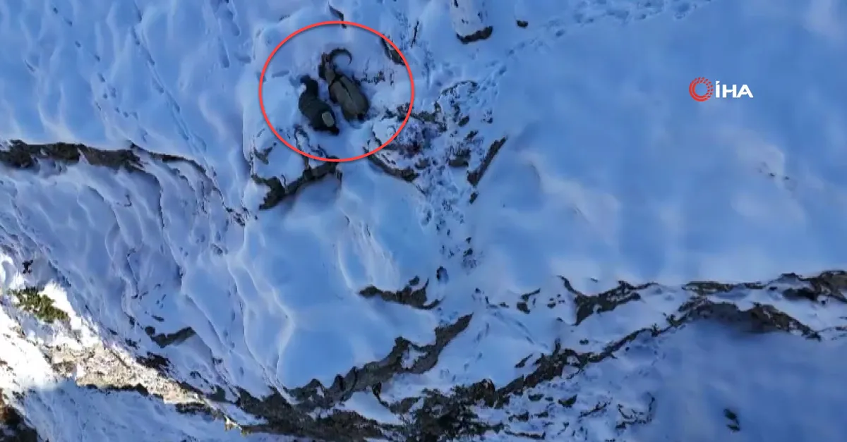 Kamufle olmak için dağ keçisinin yanına uzandı! Drone ile havadan böyle görüntülendi