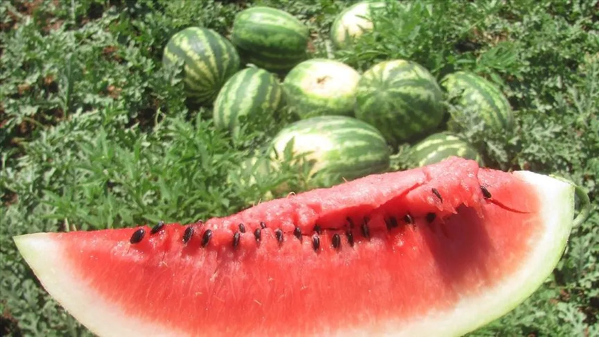 Hastanelik ediyor! Karpuzda görünmez tehlike...