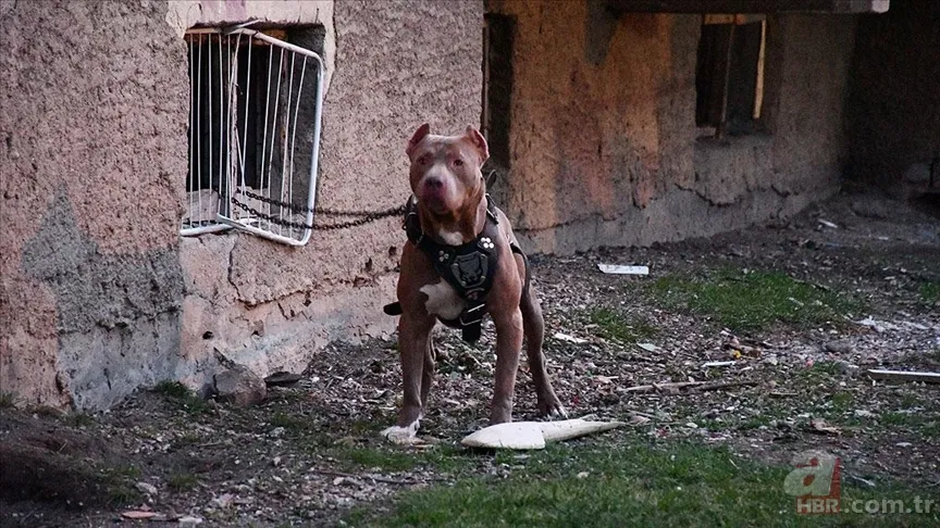 Ekşi Sözlük skandalı bitmek bilmiyor! 'Bir çocuğu mu kurtarırsınız yoksa bir köpeği mi?' sorusuna mide bulandıran cevaplar 14