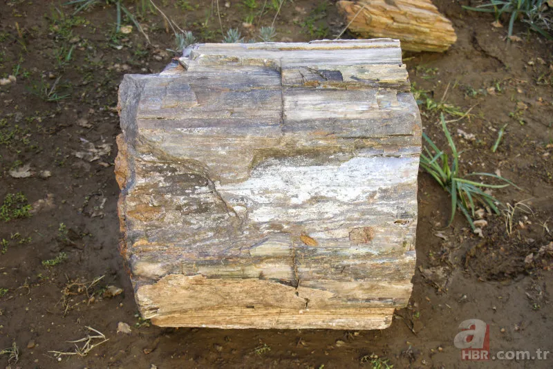 Yol yapımı sırasında bulundu! Milyonlarca yıllık… 6